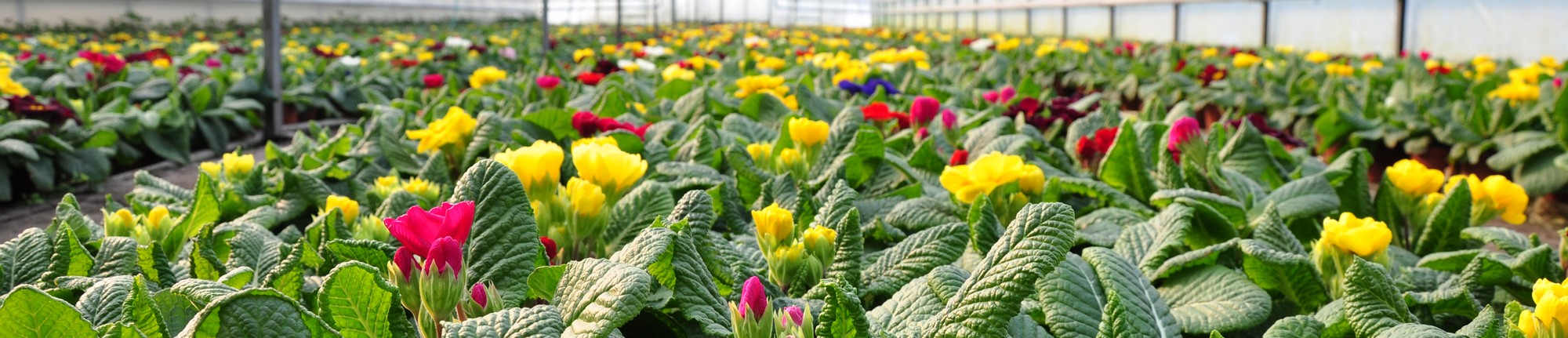 Gospodarstwo Ogrodnicze Bogusław  Walkowiak