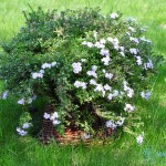 kosze wiklinowe kosz wiklinowy