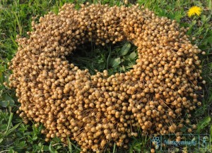 wianki naturalne wianek z lnu