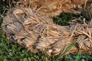 wianki naturalne wianek z trawy