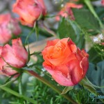 wience-pogrzebowe_wieniec06