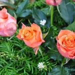 wience-pogrzebowe_wieniec07