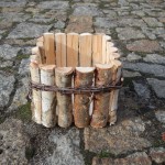 osłonka brzozowa leszno